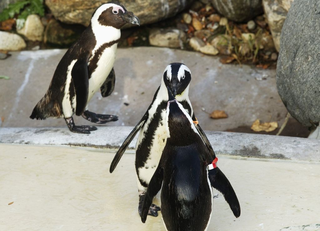 Ločili bodo zaljubljena gejevska pingvina